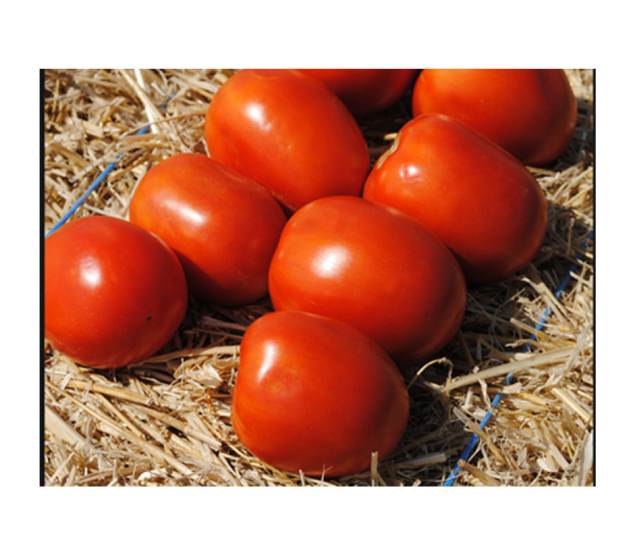 Томат солероссо f1 – один из самых ранних высокоурожайных томатов