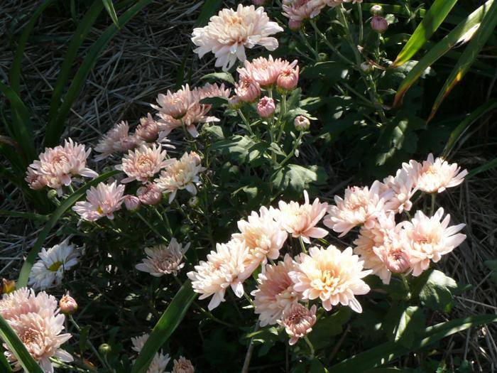Сорта хризантем: обзор, описание, особенности выращивания