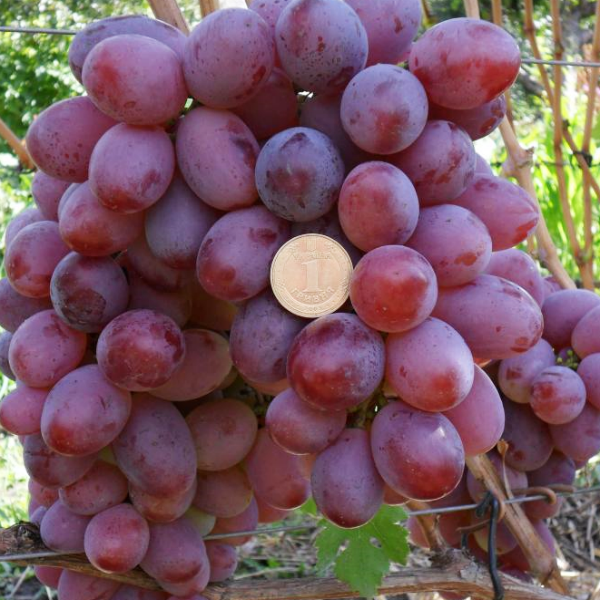 Виноград юлиан: описание сорта, фото, отзывы