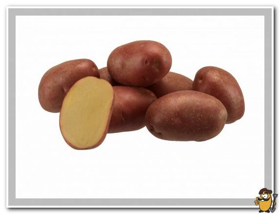 Сорта картофеля: описания, фото, отзывы