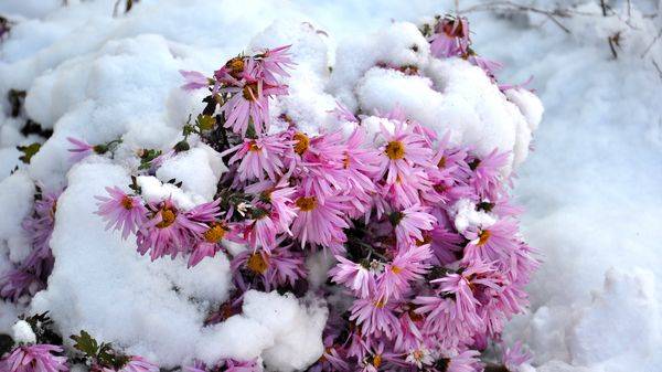 Хризантемы шаровидные: посадка и уход, зимовка, размножение, выращивание, хранение зимой