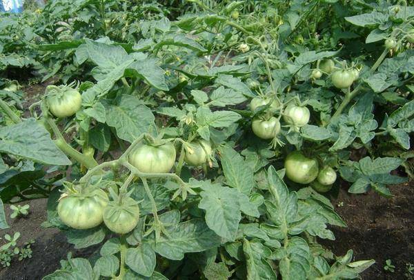 Почему помидоры жируют в теплице