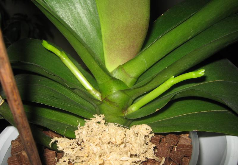 Как появляется цветонос у орхидеи: как определить новую детку, когда она только появляется, фото
