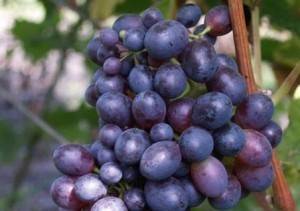 Виноград подарок магарача: описание сорта