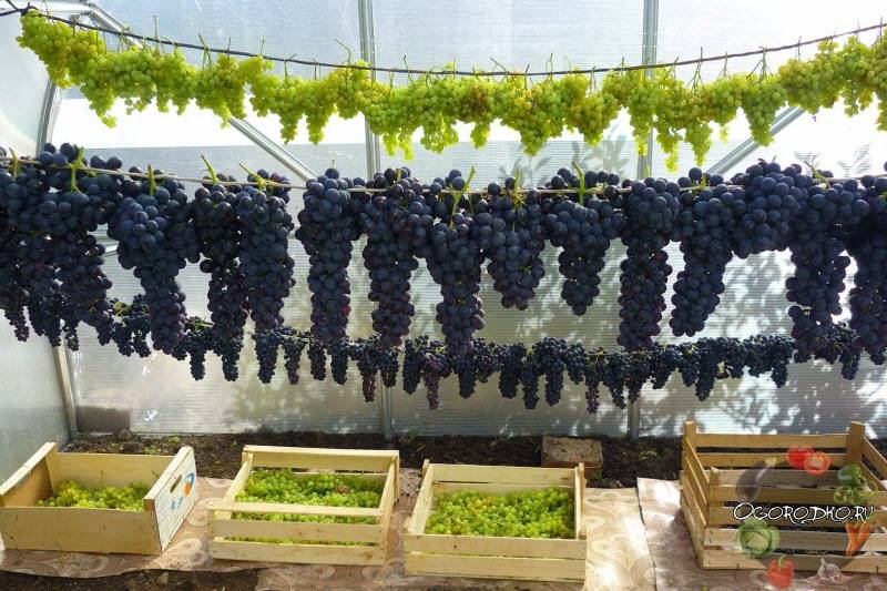 Как заготовить и сохранить черенки винограда до весны в домашних условиях