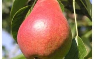 Груша "гера": описание сортовых особенностей и фото плодов selo.guru — интернет портал о сельском хозяйстве