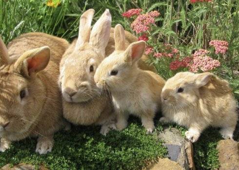 Когда и в каком возрасте можно отсаживать крольчат от мамы крольчихи