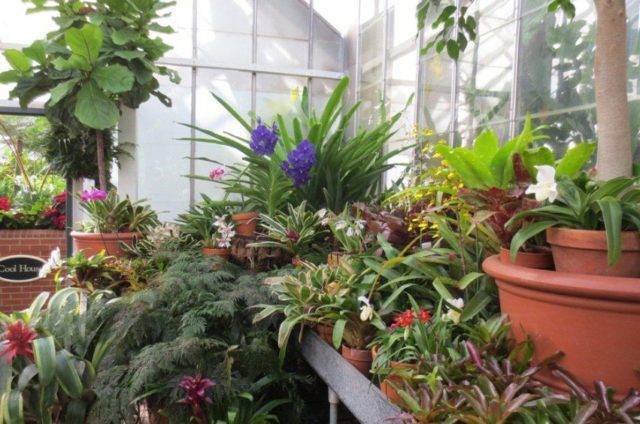Самые стойкие спартанцы — неприхотливые комнатные растения. названия, фото — ботаничка.ru