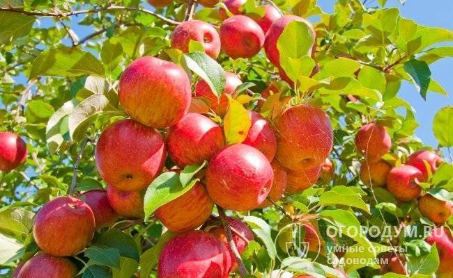 Сорт яблони мантет: описание, особенности плодов, фото и отзывы