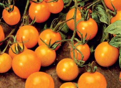 Крупные, оранжевые, что может быть лучше? описание сорта томата «оранжевое чудо»