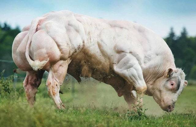 Бельгийская голубая мясная порода крс — описание коров и быков