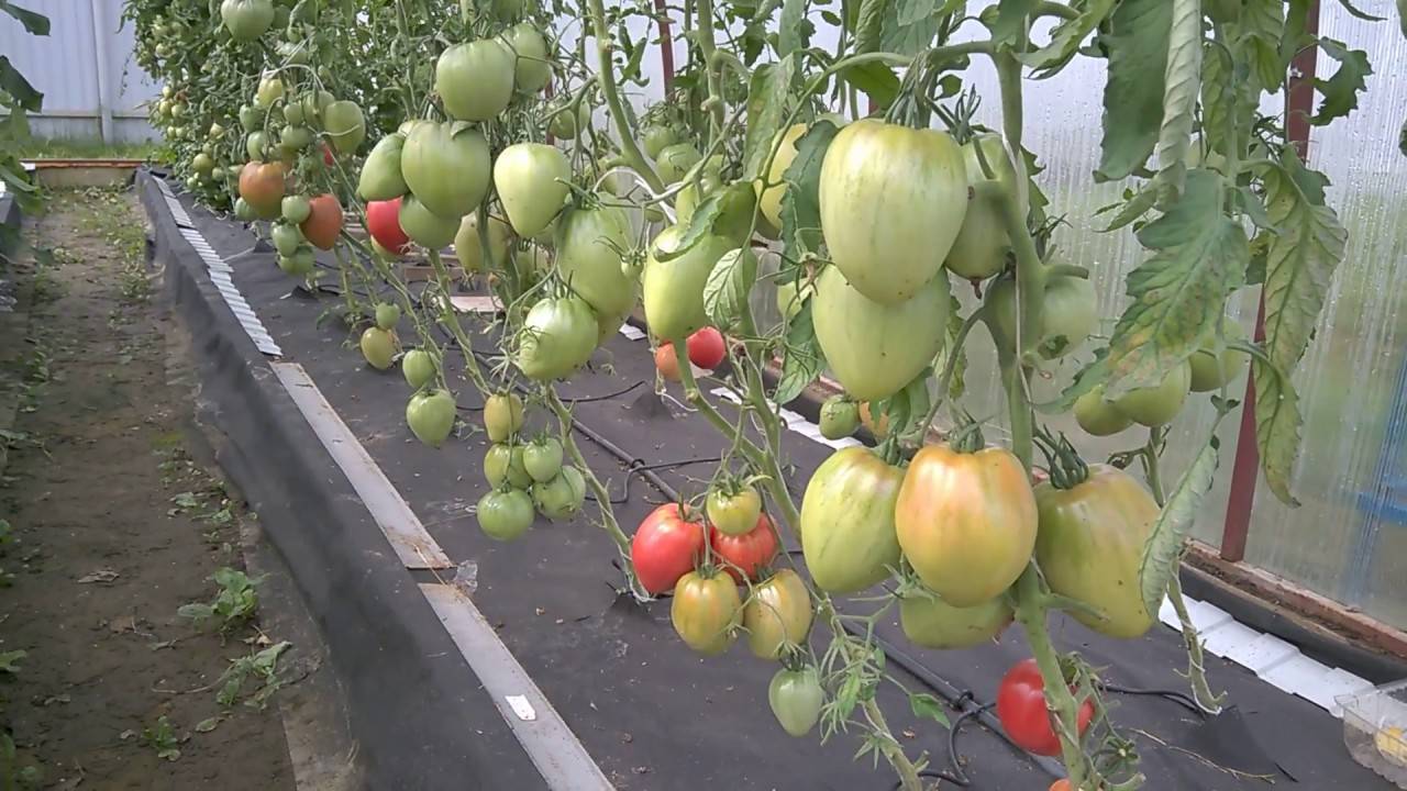 Высаживаем рассаду помидор в теплицу