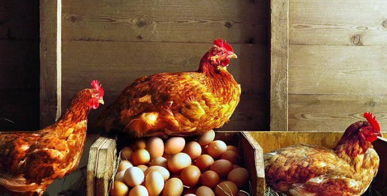 Сроки “годности” несушек – как долго несутся куры различных категорий и какое количество яиц в год они могут принести