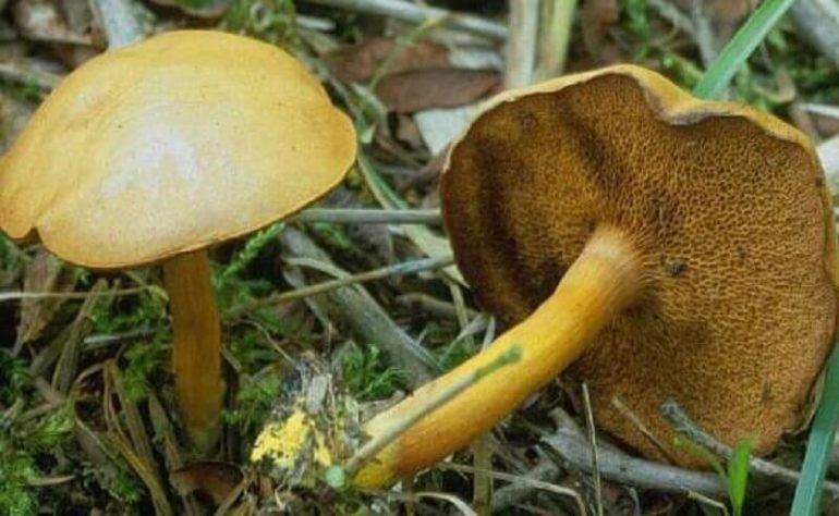 Необычный съедобный гриб — моховик трещиноватый