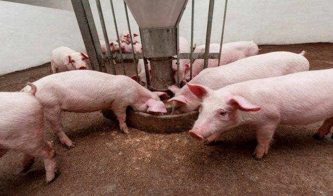 Таблица кормления свиней: нормы рациона, питательность кормов