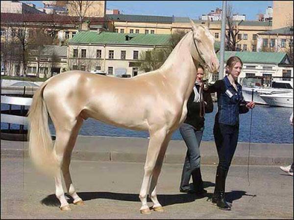 Самая большая лошадь в мире: размеры, вес, порода
