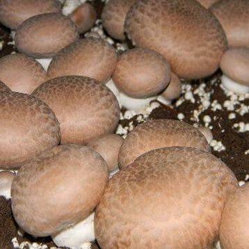 Грибы портобелло: состав, польза и вред, как приготовить грибы портобелло