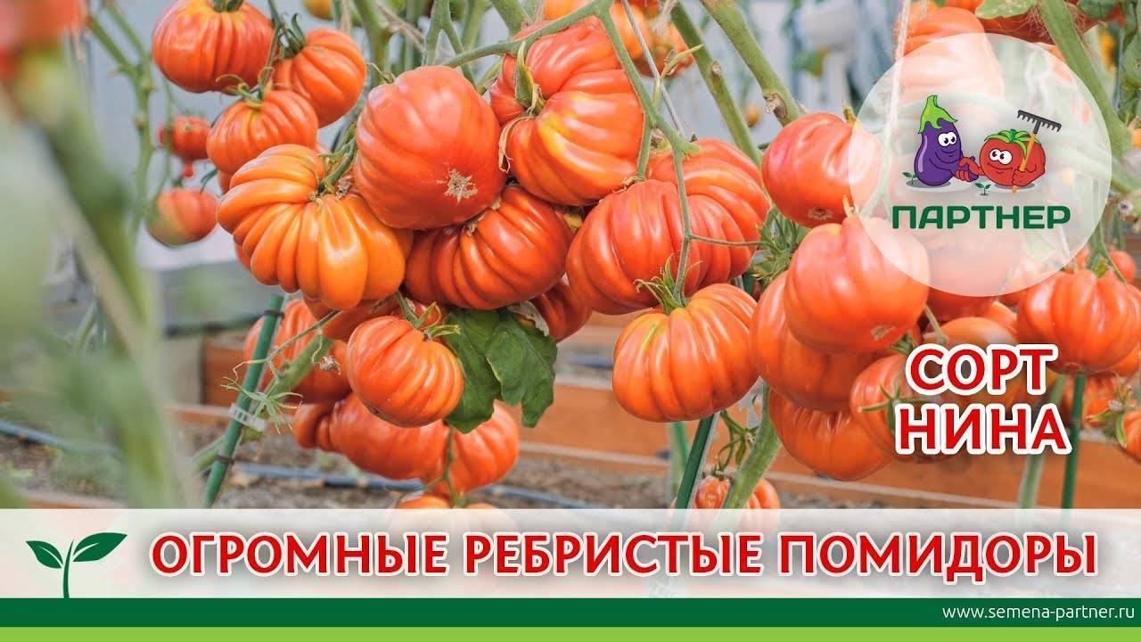 Описание сорта томата намиб, особенности выращивания и ухода
