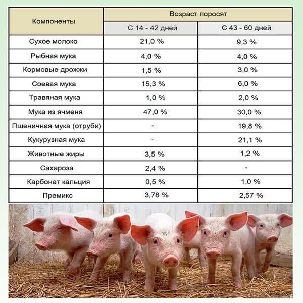 Кормление и правильный рацион свиней