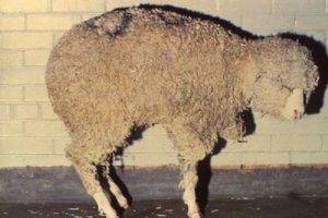 Болезнь и лечение брадзота у овец и как бороться