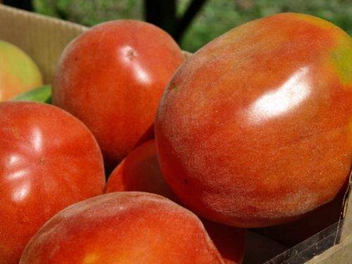 Персик: описание сорта томата, характеристики помидоров, посев