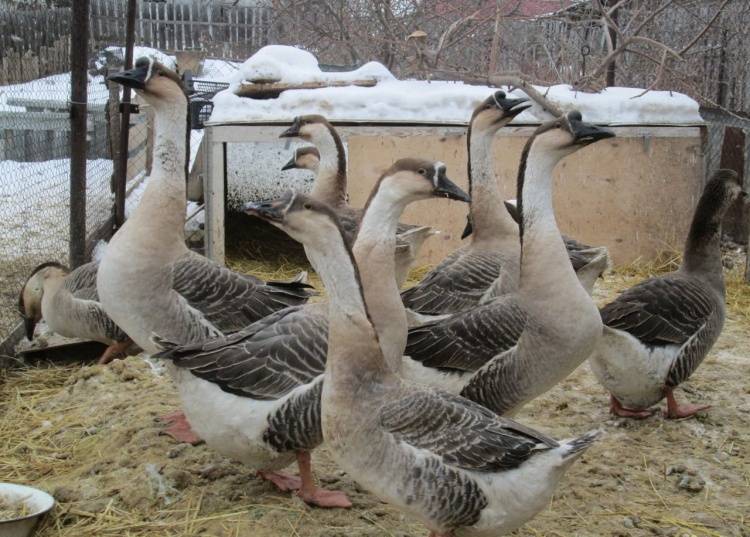 Кубанские гуси: описание породы, фото, кормление, уход и содержание