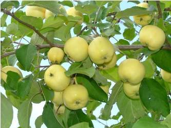 Сорт яблони антоновка — описание и особенности выращивания