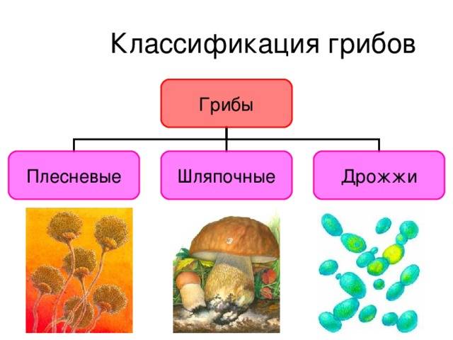 6 класс. биология. грибы