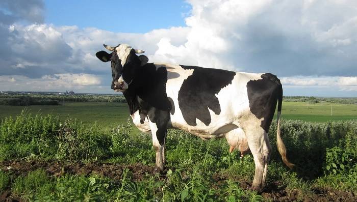 Холмогорская порода коров: описание, молочная и мясная продуктивность, география распространения