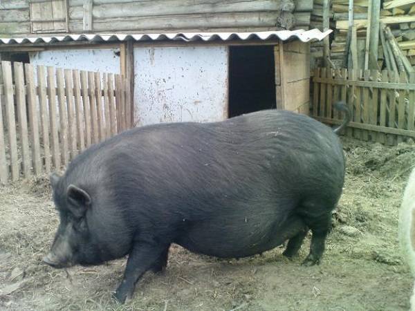 Порода свиней мангал