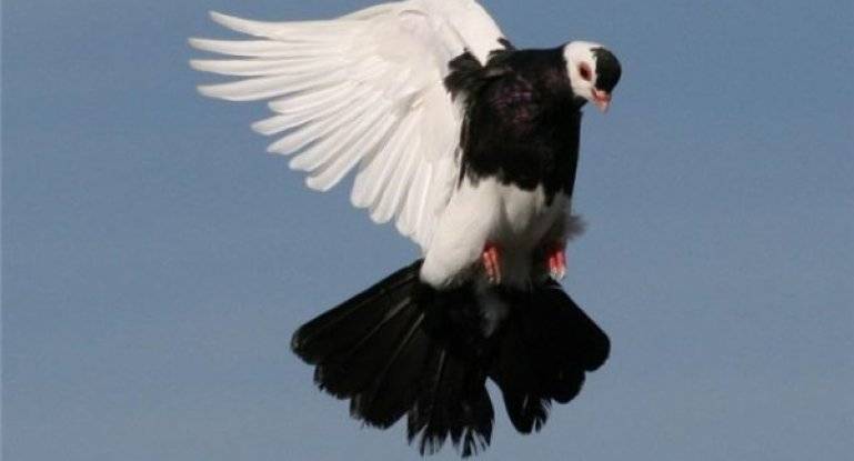 Особенности узбекских двухчубых голубей