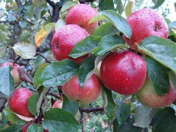 Описание сорта яблони джонатан: фото яблок, важные характеристики, урожайность с дерева