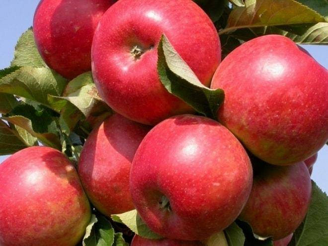 Колоновидная яблоня джин — описание сорта, фото, отзывы