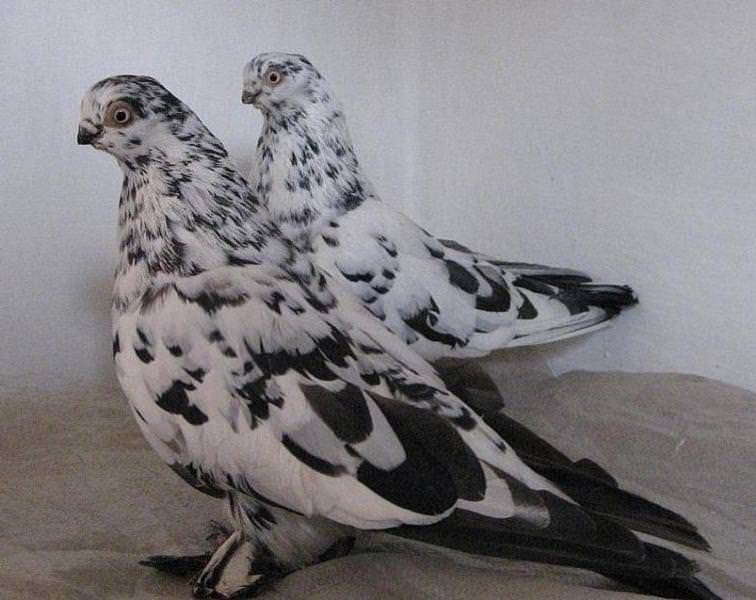 Бойные голуби — столбовые северокавказские породы