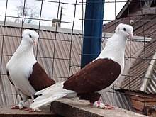 Бакинские голуби (19 фото): особенности бойных «бакинцев», широкохвостые и многоперые, высоколетные и мраморные виды, шейки и зеркальные птицы