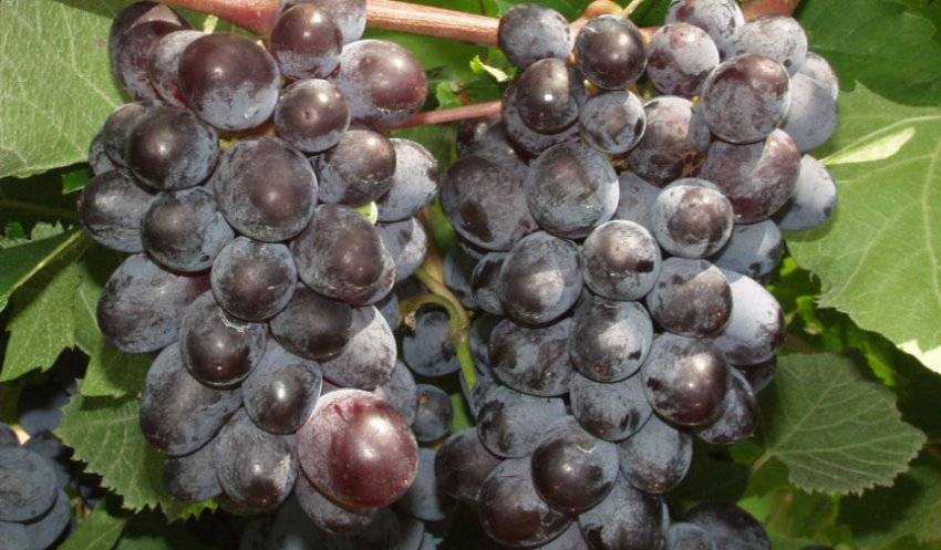 Описание сортов винограда без косточек – фото плодовых растений