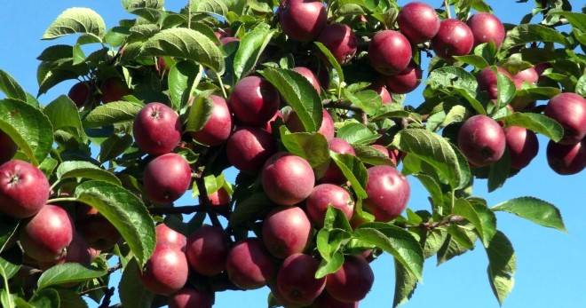 Описание сорта яблони спартан: основные характеристики и особенности ухода