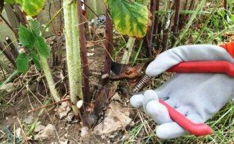 Посадка малины осенью: когда и как правильно посадить, пошаговая инструкция