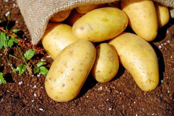 Картофель сорта коломба - описание и характеристики корнеплода