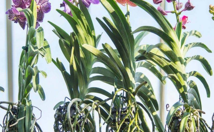 Реанимация орхидеи без корней
