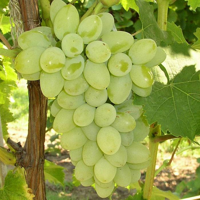 Сорт винограда Светлана — описание и особенности выращивания