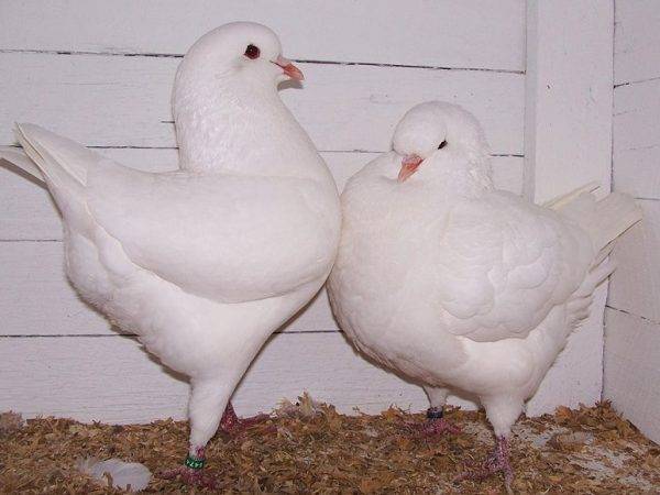 Высоколетные голуби — очаковская и николаевская породы