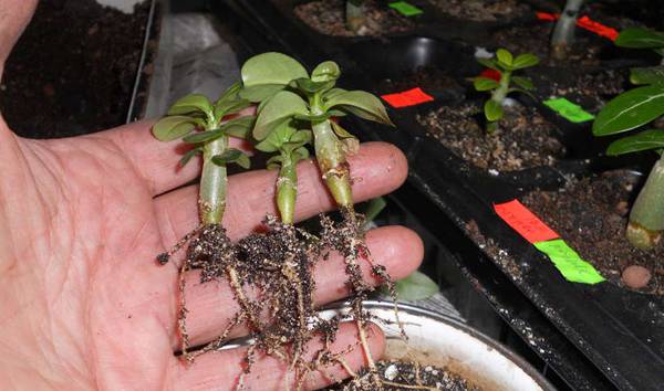 Как вырастить адениум дома из семян: выбор грунта, горшка, как поливать, уход