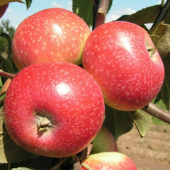 Яблоня хелена — описание сорта, фото, отзывы