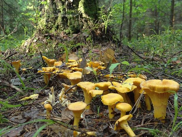Как выглядят грибы лисички, где они растут и чем полезны? | рутвет - найдёт ответ!