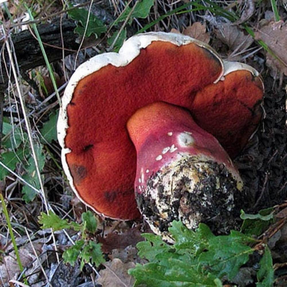 Названия и описание съедобных грибов крыма (+19 фото)