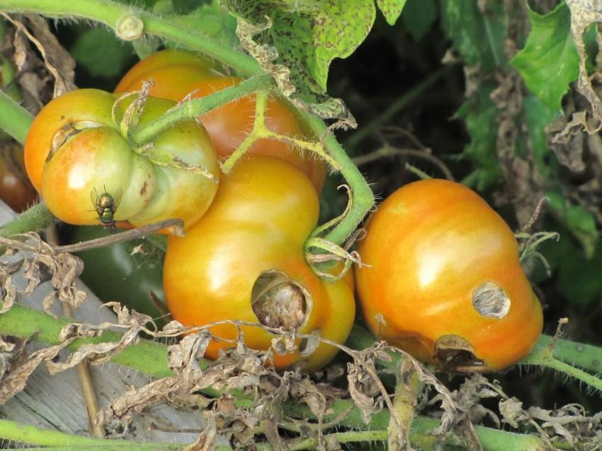 Помидоры чернеют снизу: что делать, если появились темные (черные) пятна на плодах томатов, причины почернения в теплице