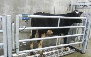 Как узнать сколько весит корова без взвешивания