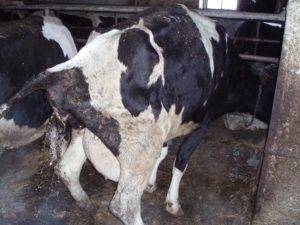 Лечение эндометрита у коров: симптомы, схема лечения. как лечить острый гнойно катаральный эндометрит у коров.