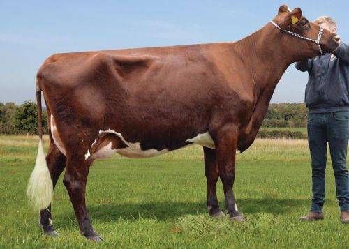 Мясо-молочные породы коров, характеристика крс молочного направления, мясное скотоводство